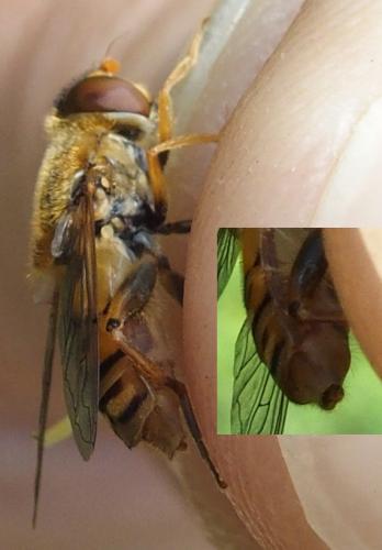 Réf. 238 132 : Parhelophilus versicolor